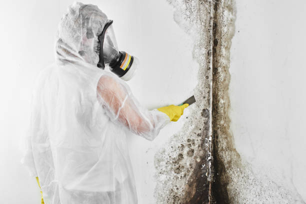 Best Commercial Mold Removal  in Wayne, WV