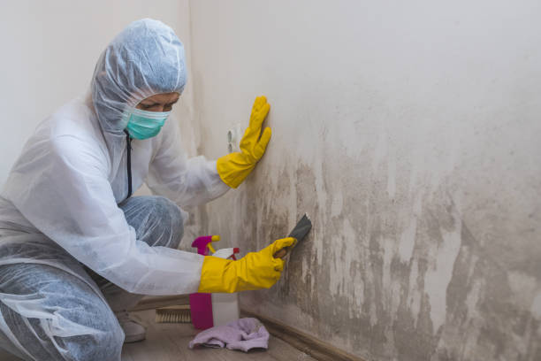 Best Commercial Mold Removal  in Wayne, WV