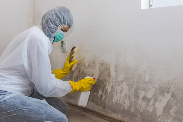 Mold Removal Process in Wayne, WV