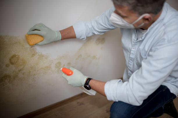 Best Home Mold Removal  in Wayne, WV