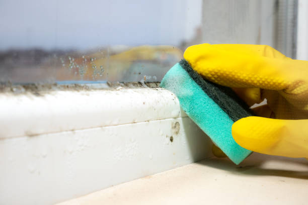 Best Mold Cleaning Services  in Wayne, WV