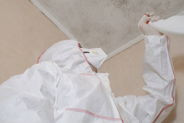 Best Mold Removal Company Near Me  in Wayne, WV