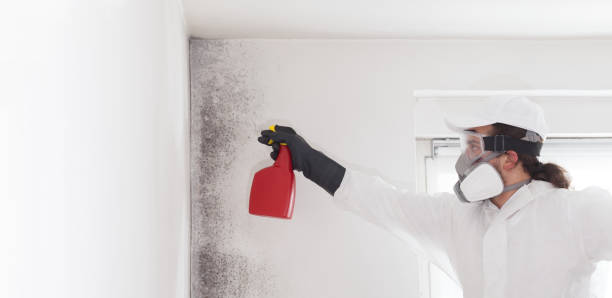 Best Residential Mold Removal  in Wayne, WV