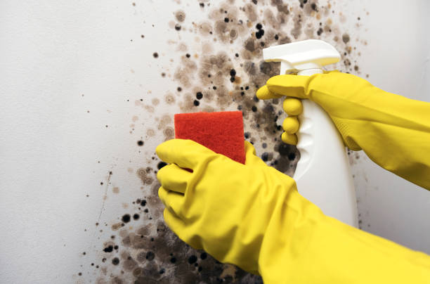 Best Mold Removal Process  in Wayne, WV