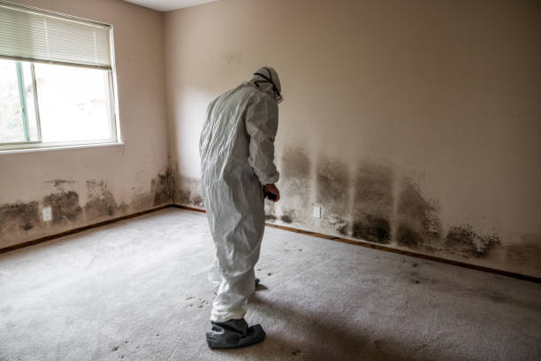 Best Certified Mold Removal  in Wayne, WV