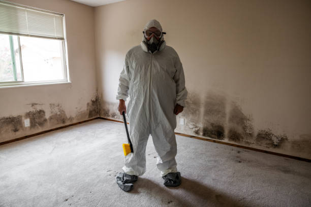 Best Black Mold Removal  in Wayne, WV