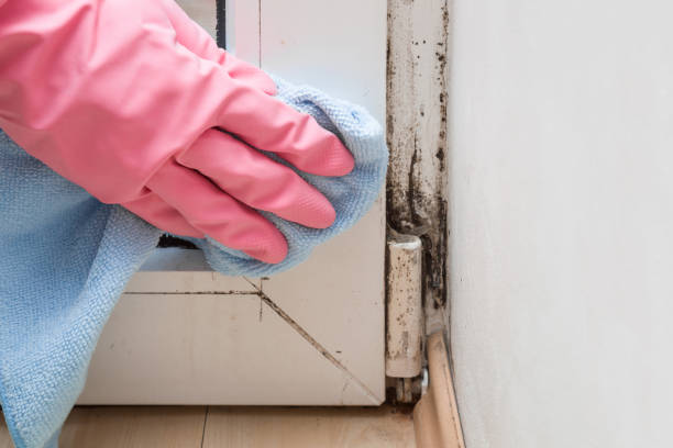 Best Mold Cleaning Services  in Wayne, WV